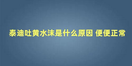 泰迪吐黄水沫是什么原因 便便正常